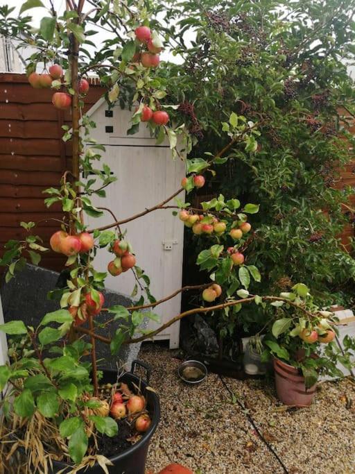 Welsh Miners Cottage Four Bedroom House Treherbert المظهر الخارجي الصورة